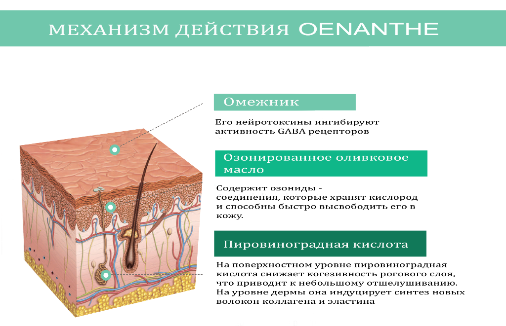 OENANTHE_СХЕМА4 сж