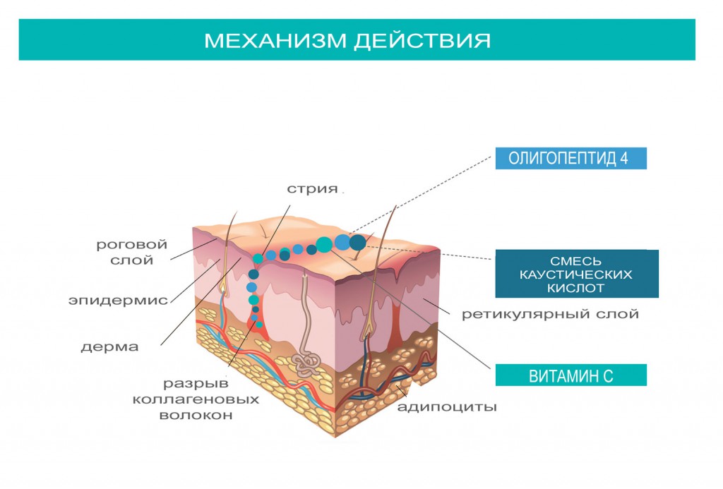 SkinreviveFolderA4_КОЖА